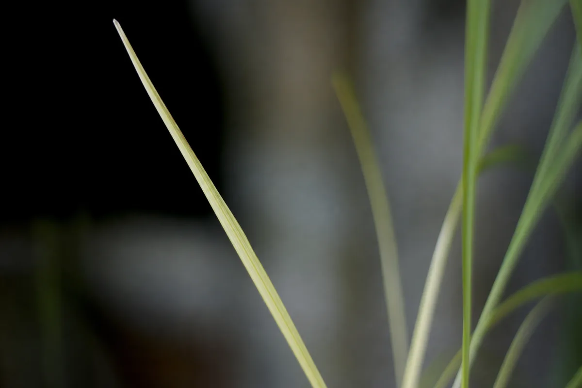 Close-up of Not Enough Light on Lemongrass - diagnostic detail