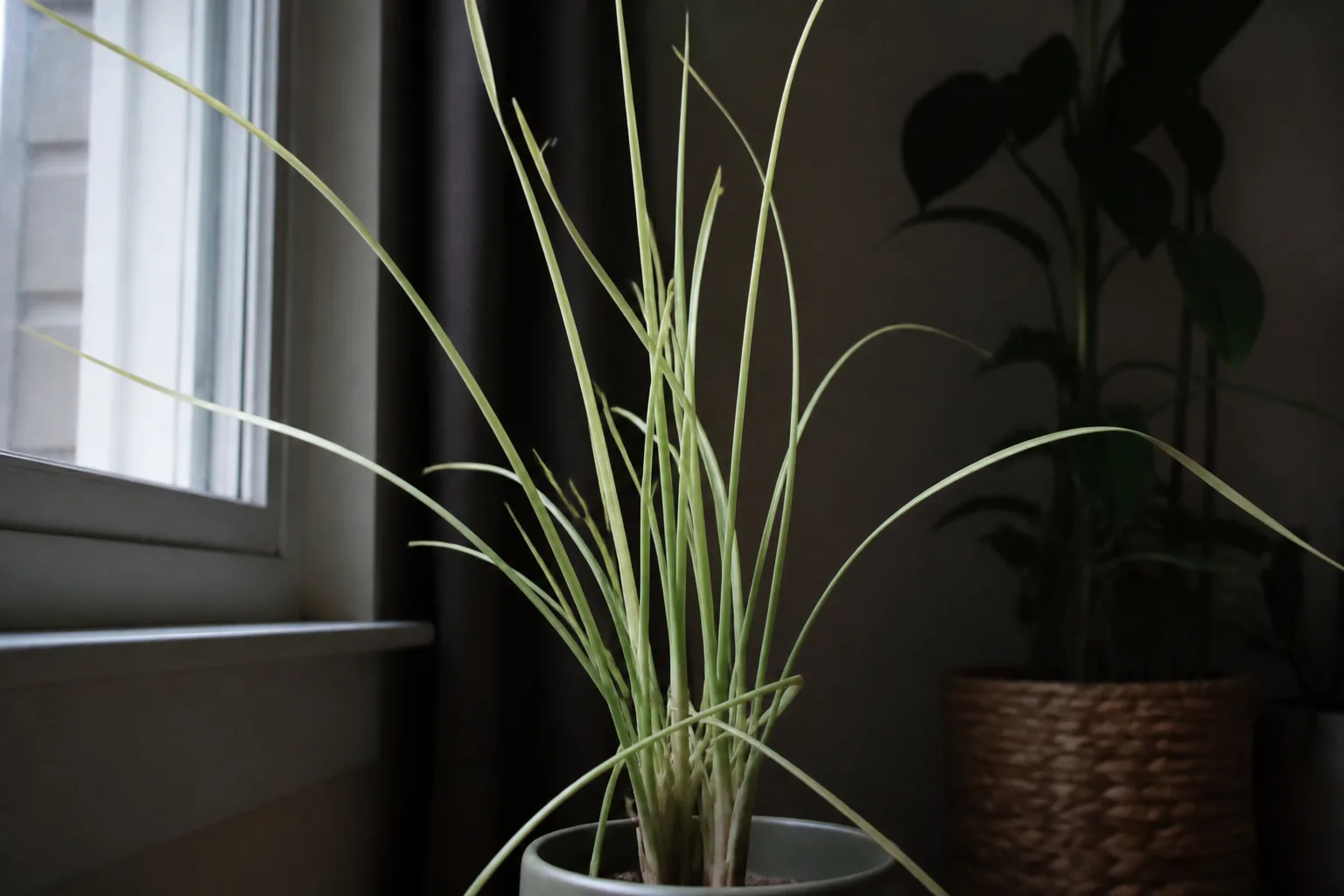 Not Enough Light on Lemongrass - visible symptom on the plant