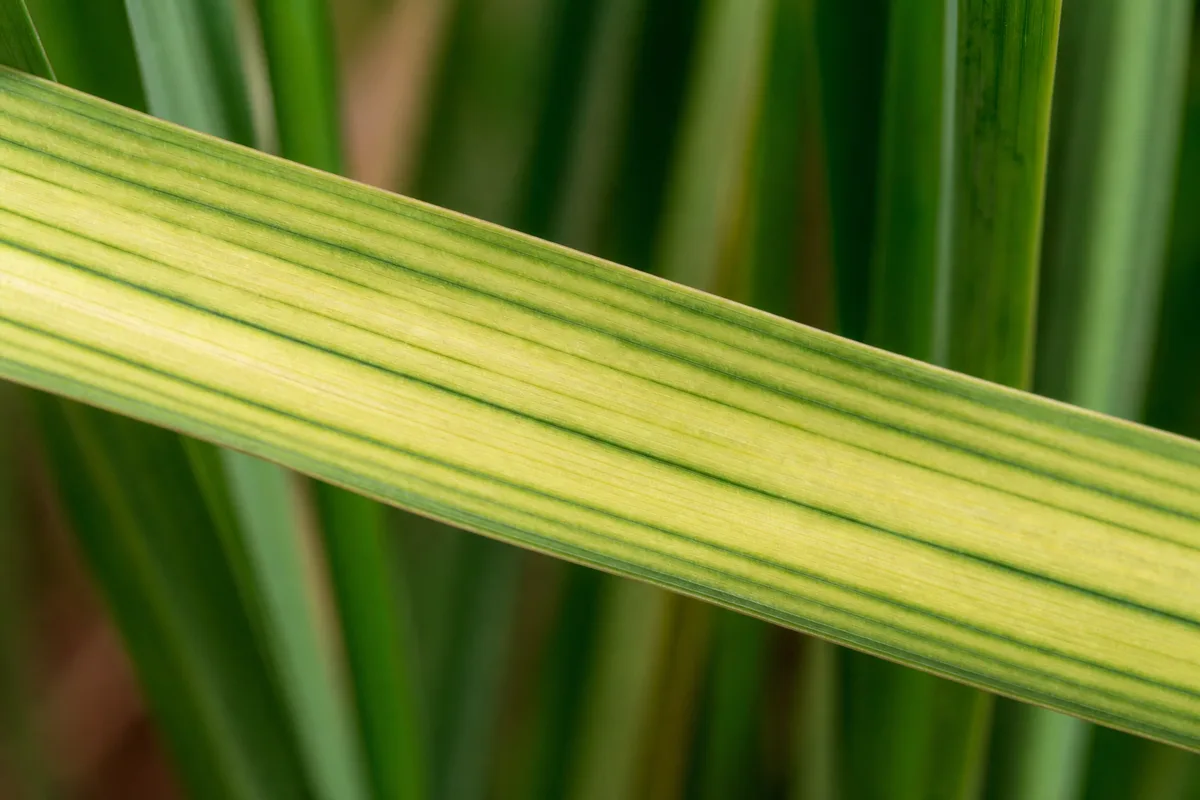 Close-up of Nutrient Lockout on Lemongrass - diagnostic detail
