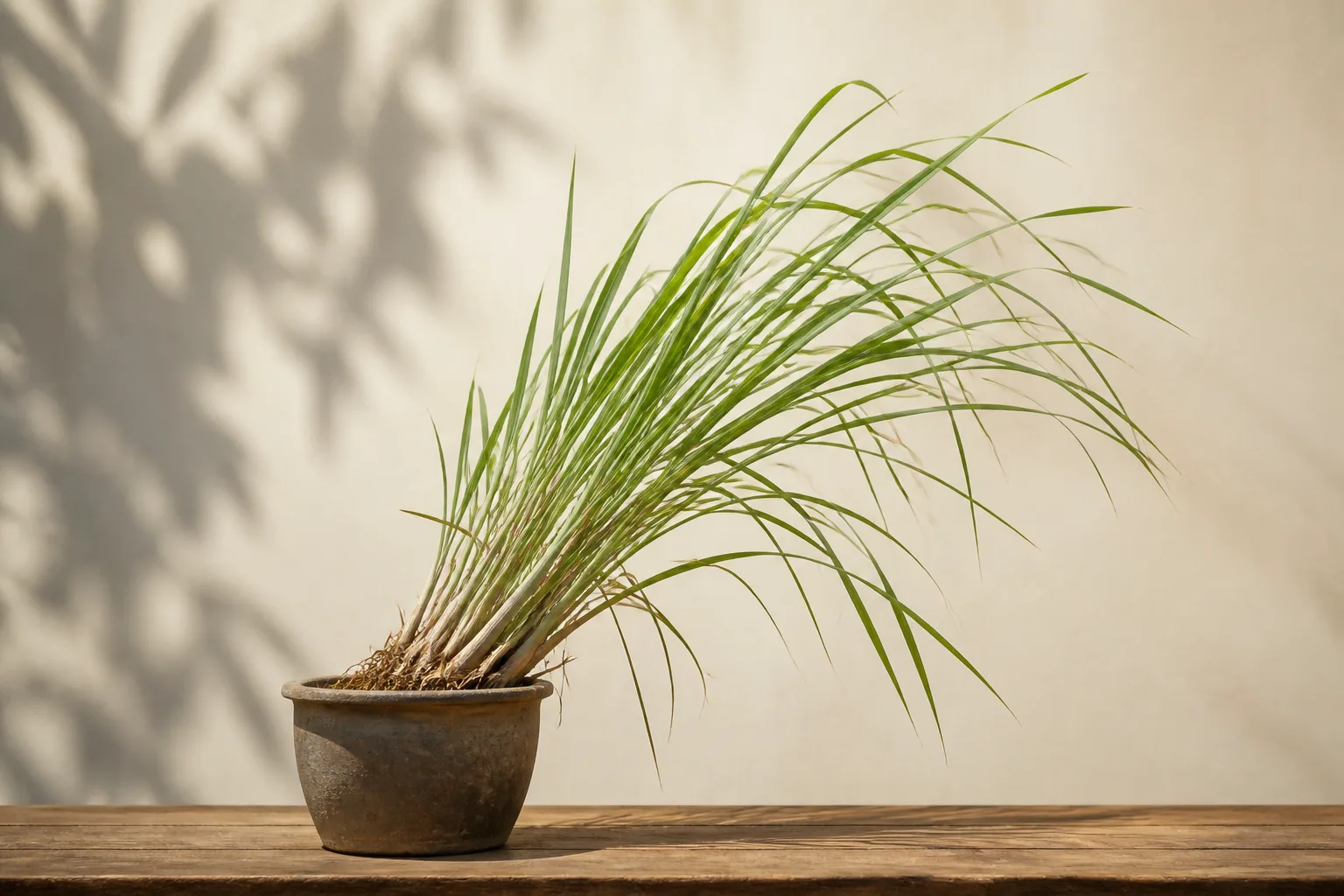 Plant Leaning on Lemongrass - visible symptom on the plant