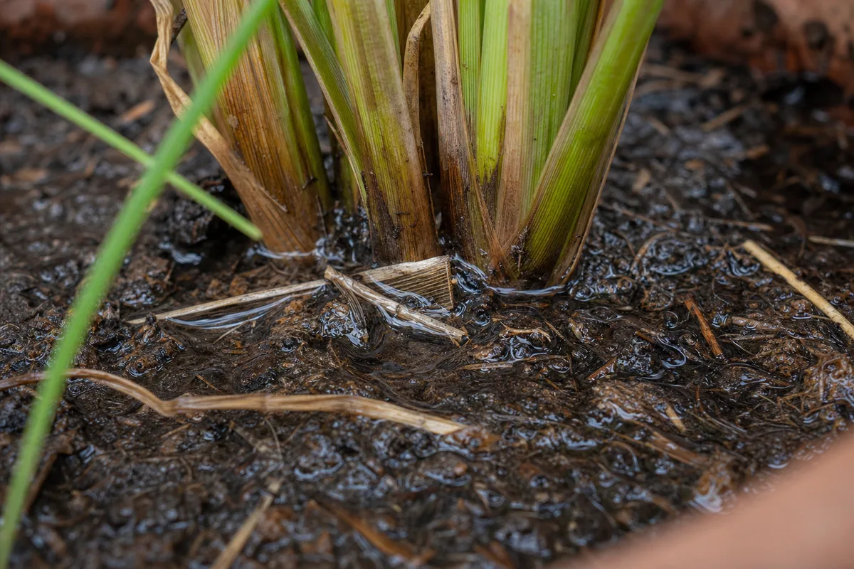 Close-up of Poor Drainage on Lemongrass - diagnostic detail