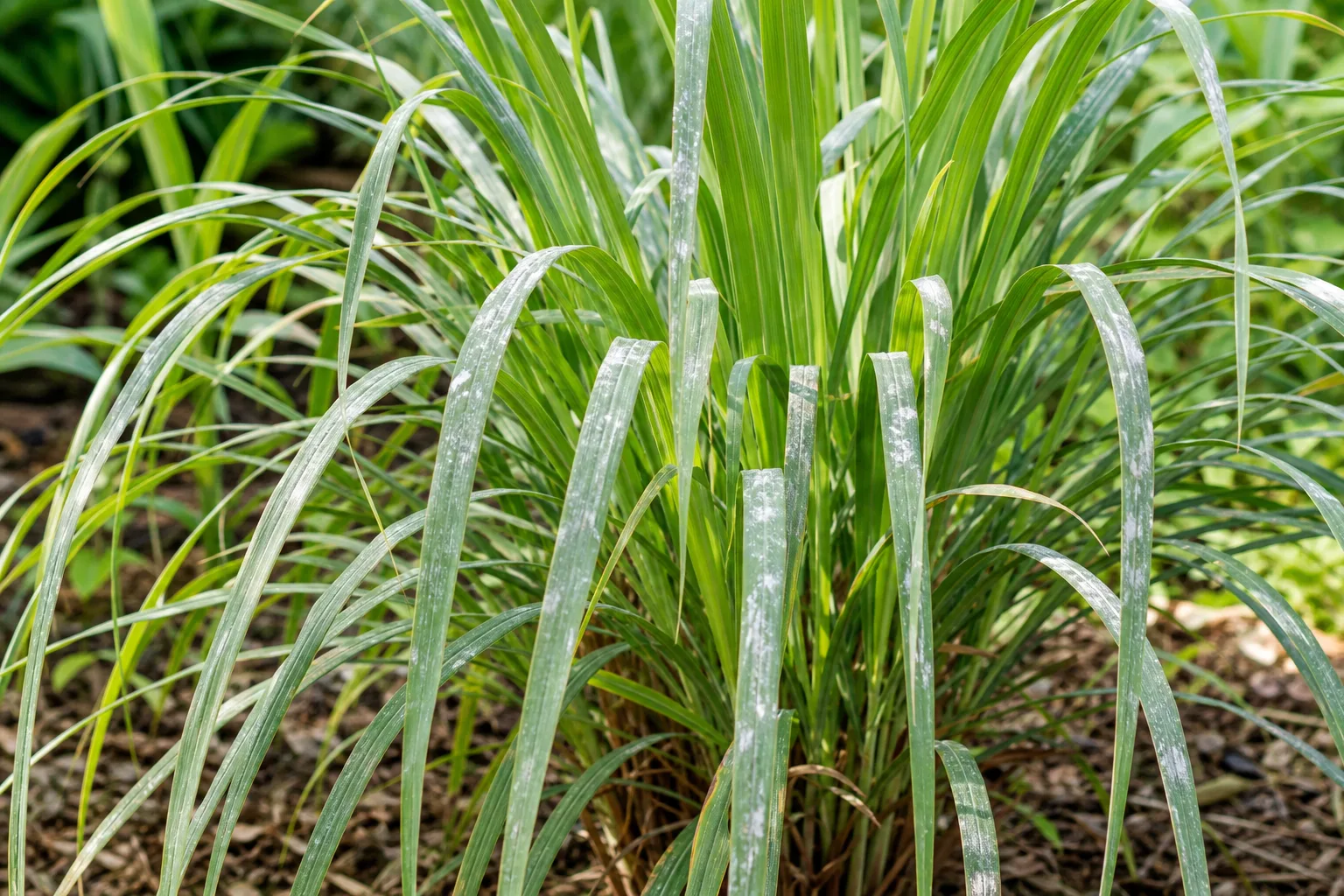 Powdery Mildew on Lemongrass - visible symptom on the plant