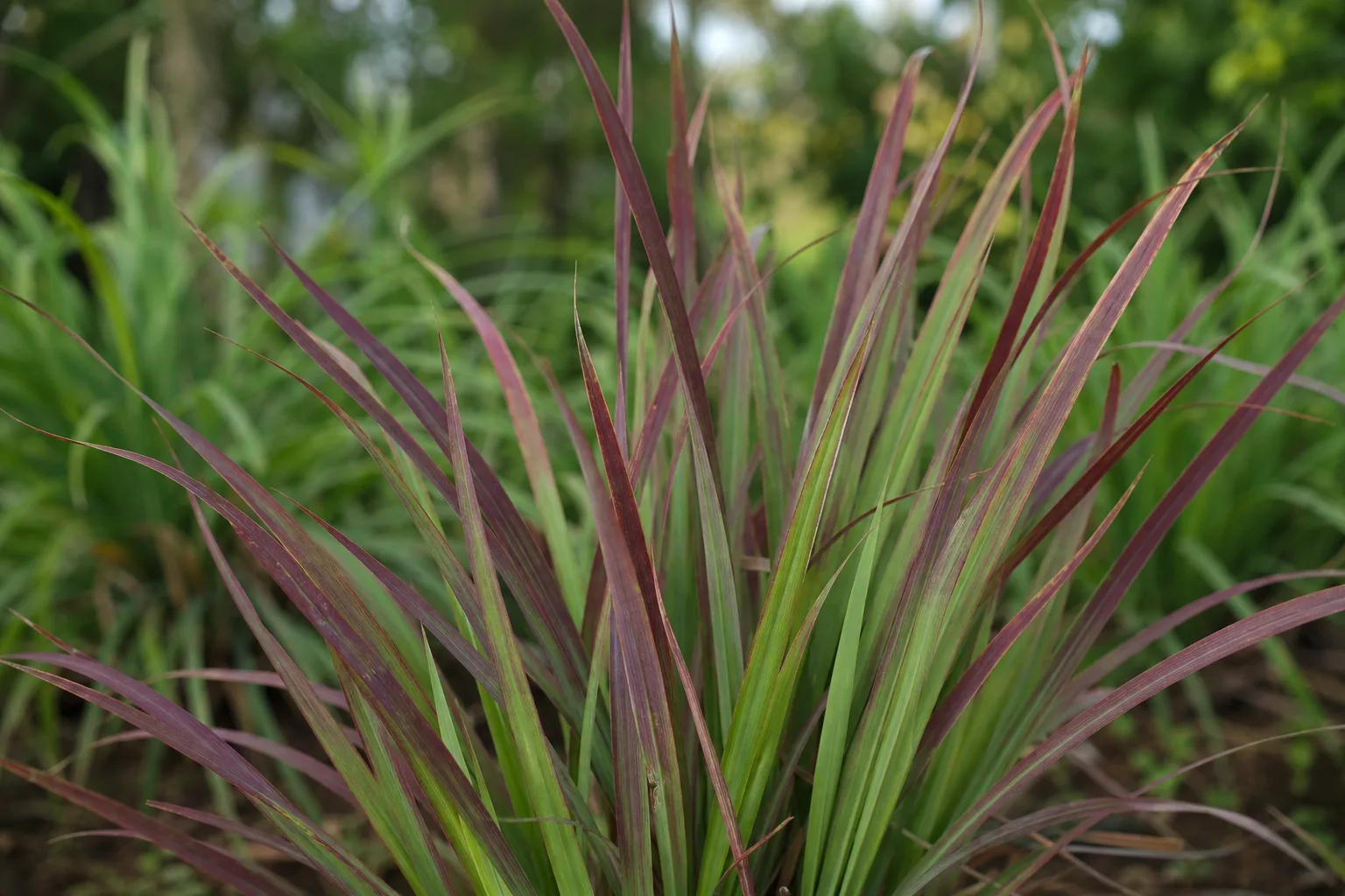 Purple Leaves on Lemongrass - visible symptom on the plant