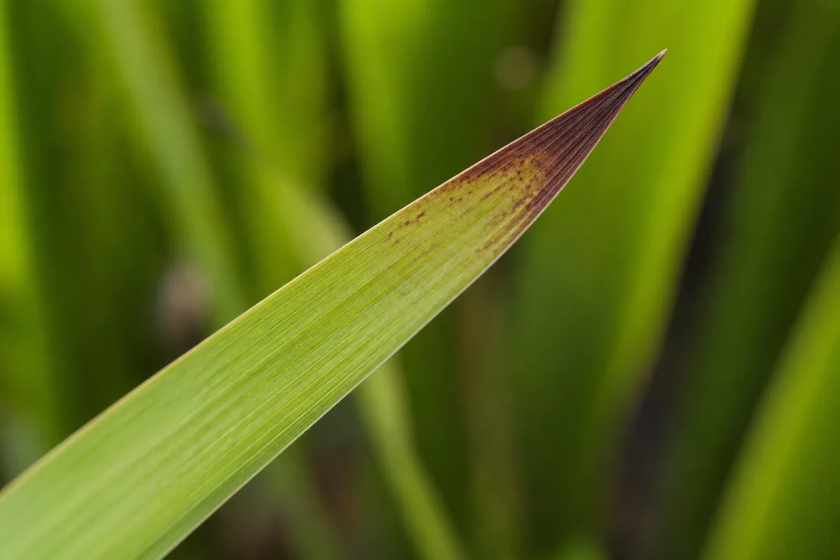 Close-up of Red Leaves on Lemongrass - diagnostic detail
