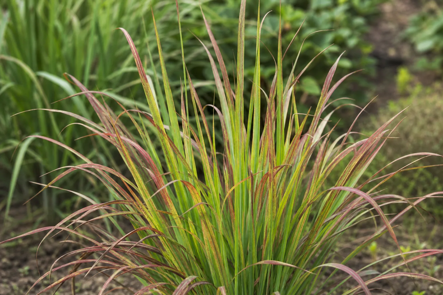 Red Leaves on Lemongrass - visible symptom on the plant