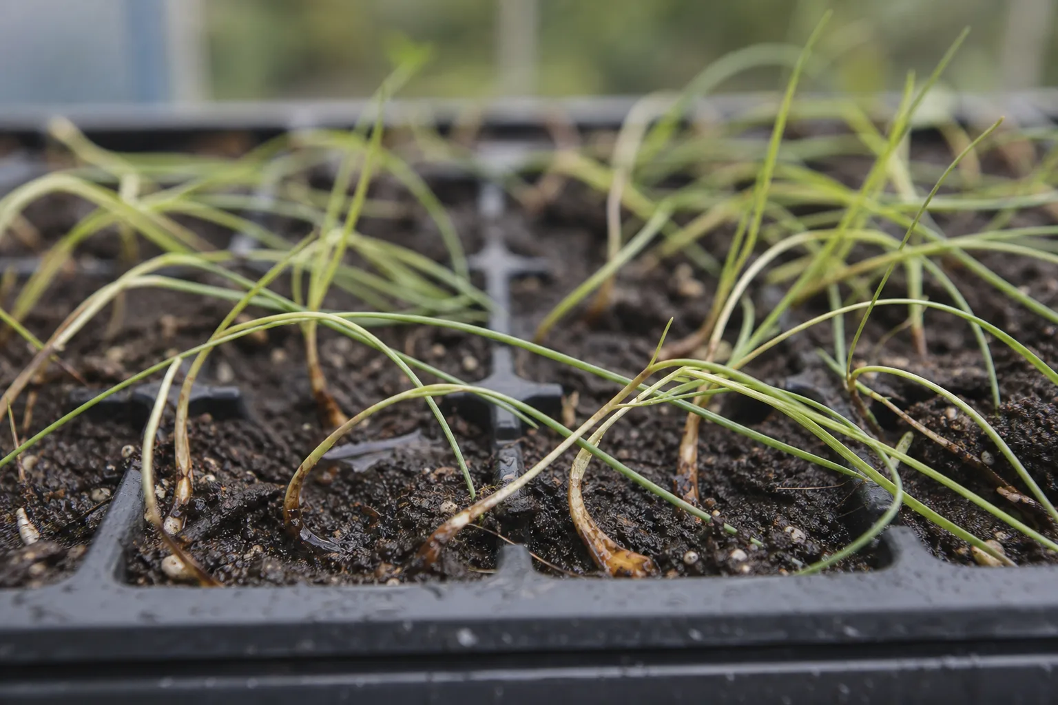 Seedlings Falling Over on Lemongrass - visible symptom on the plant