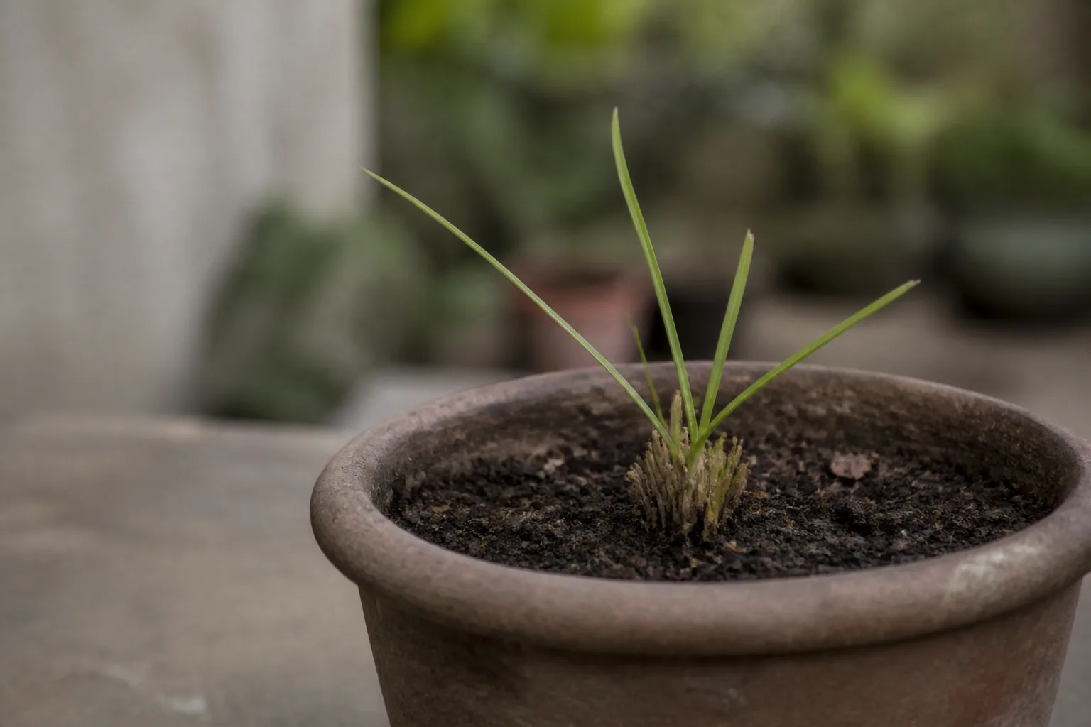 Slow Growth on Lemongrass - visible symptom on the plant