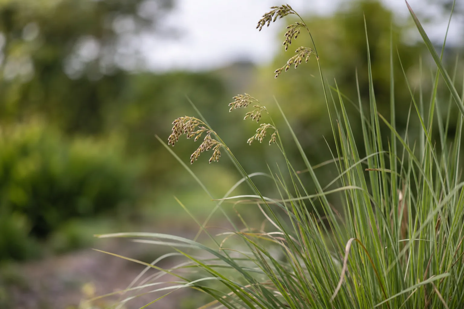 Small Flowers on Lemongrass - visible symptom on the plant