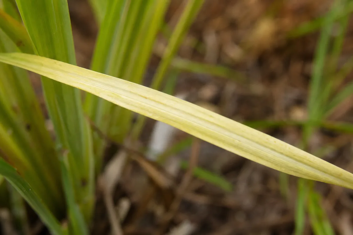 Close-up of Soil Too Acidic on Lemongrass - diagnostic detail