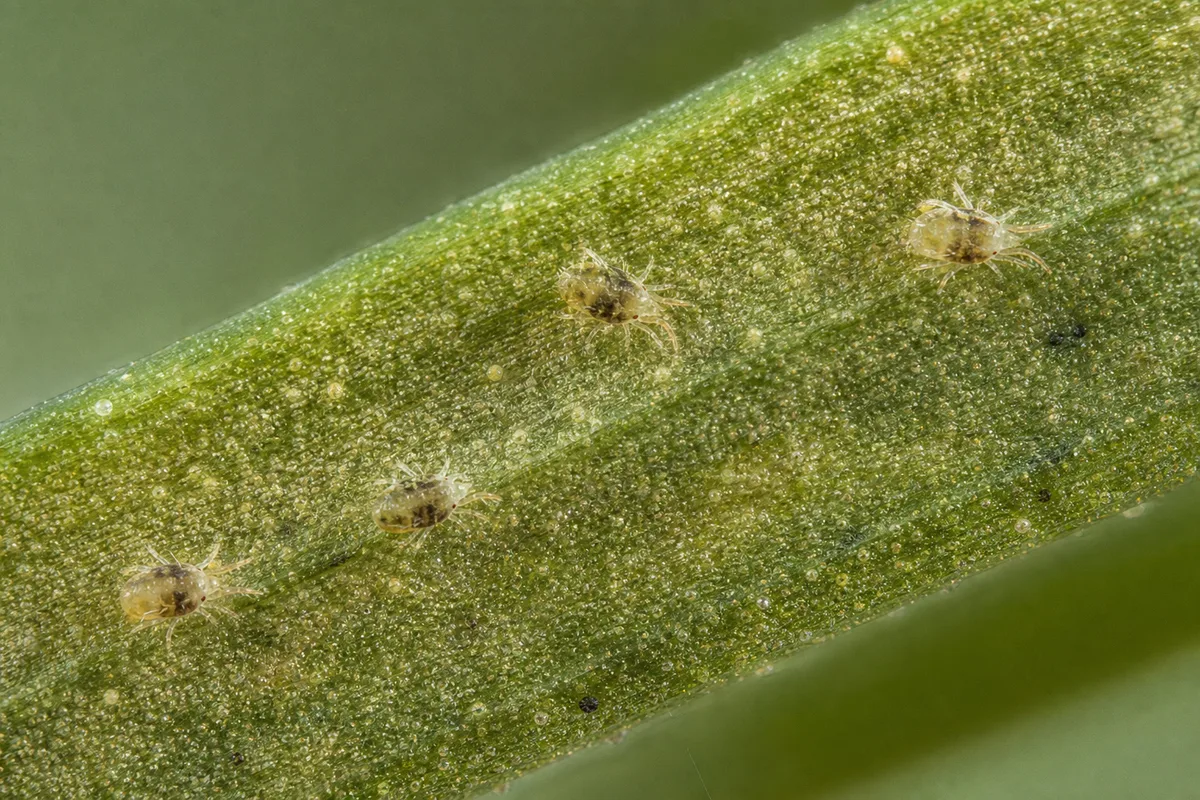 Close-up of Spider Mites on Lemongrass - diagnostic detail