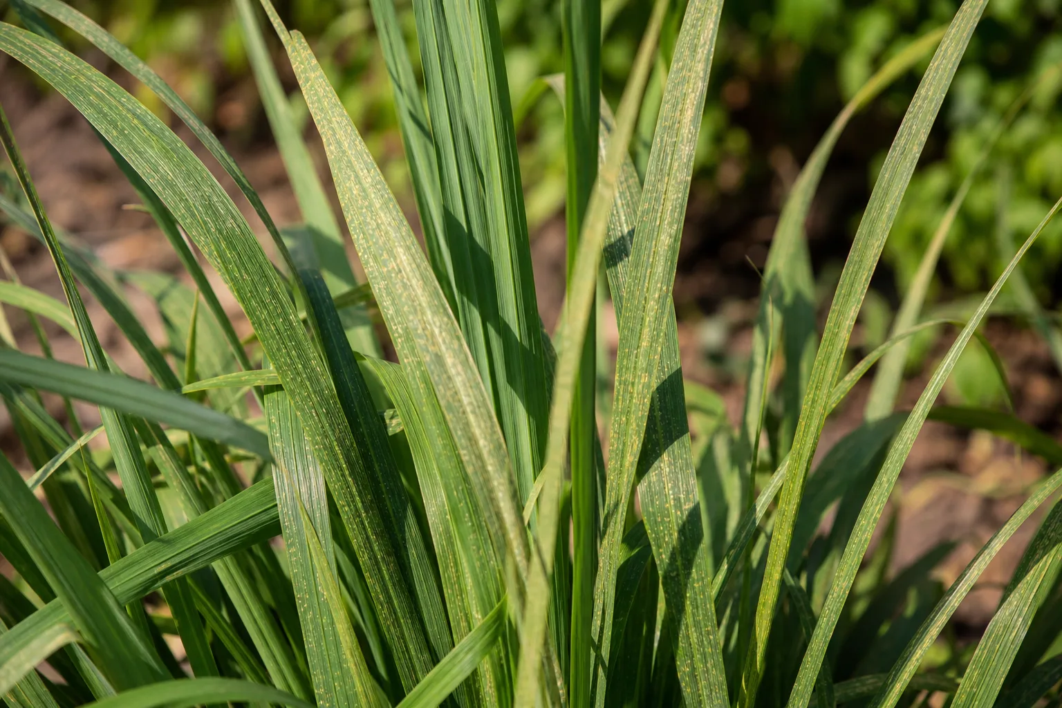 Spider Mites on Lemongrass - visible symptom on the plant