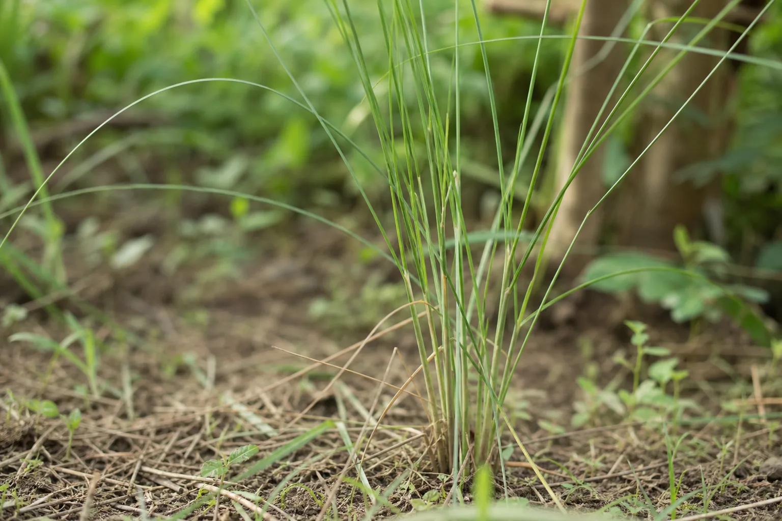 Thin Stems on Lemongrass - visible symptom on the plant
