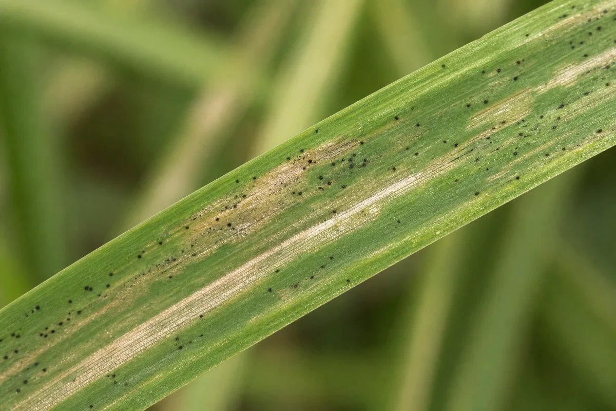 Close-up of Thrips on Lemongrass - diagnostic detail