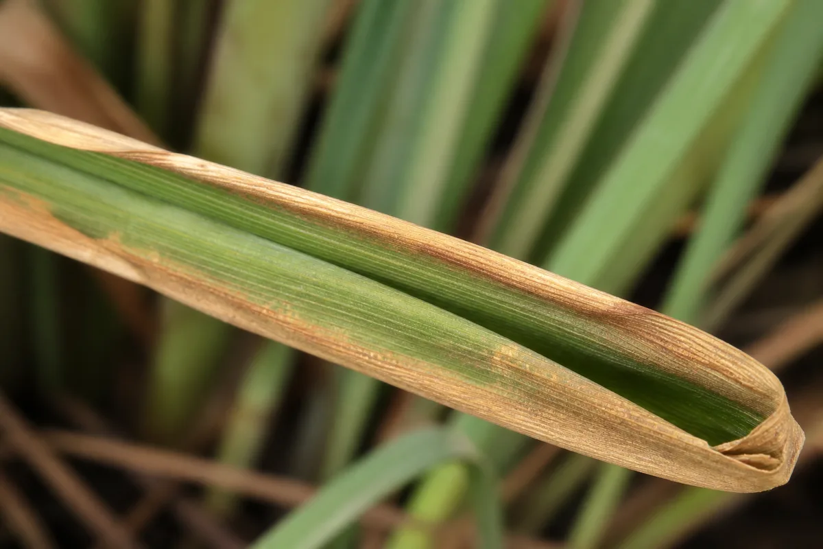 Close-up of Water Stress on Lemongrass - diagnostic detail