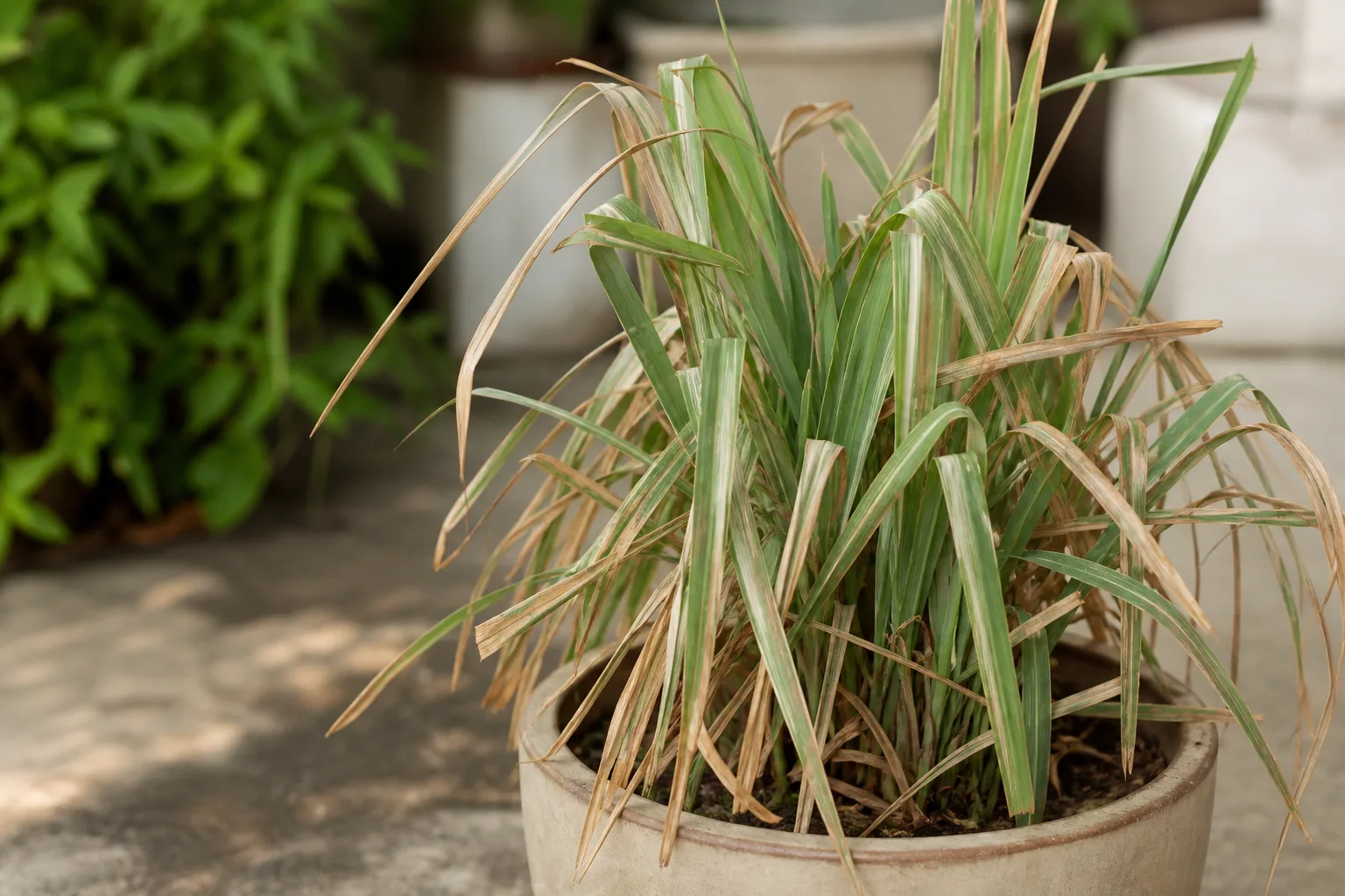 Water Stress on Lemongrass - visible symptom on the plant