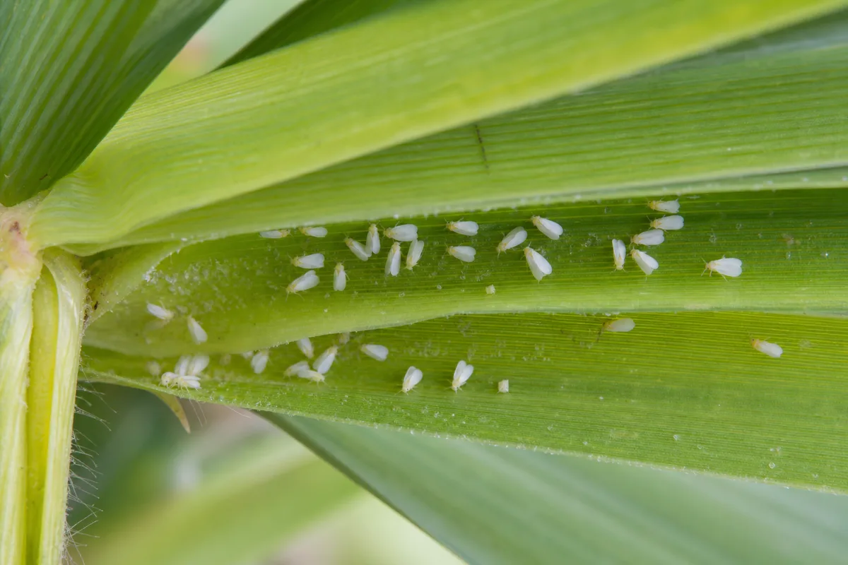 Close-up of Whiteflies on Lemongrass - diagnostic detail