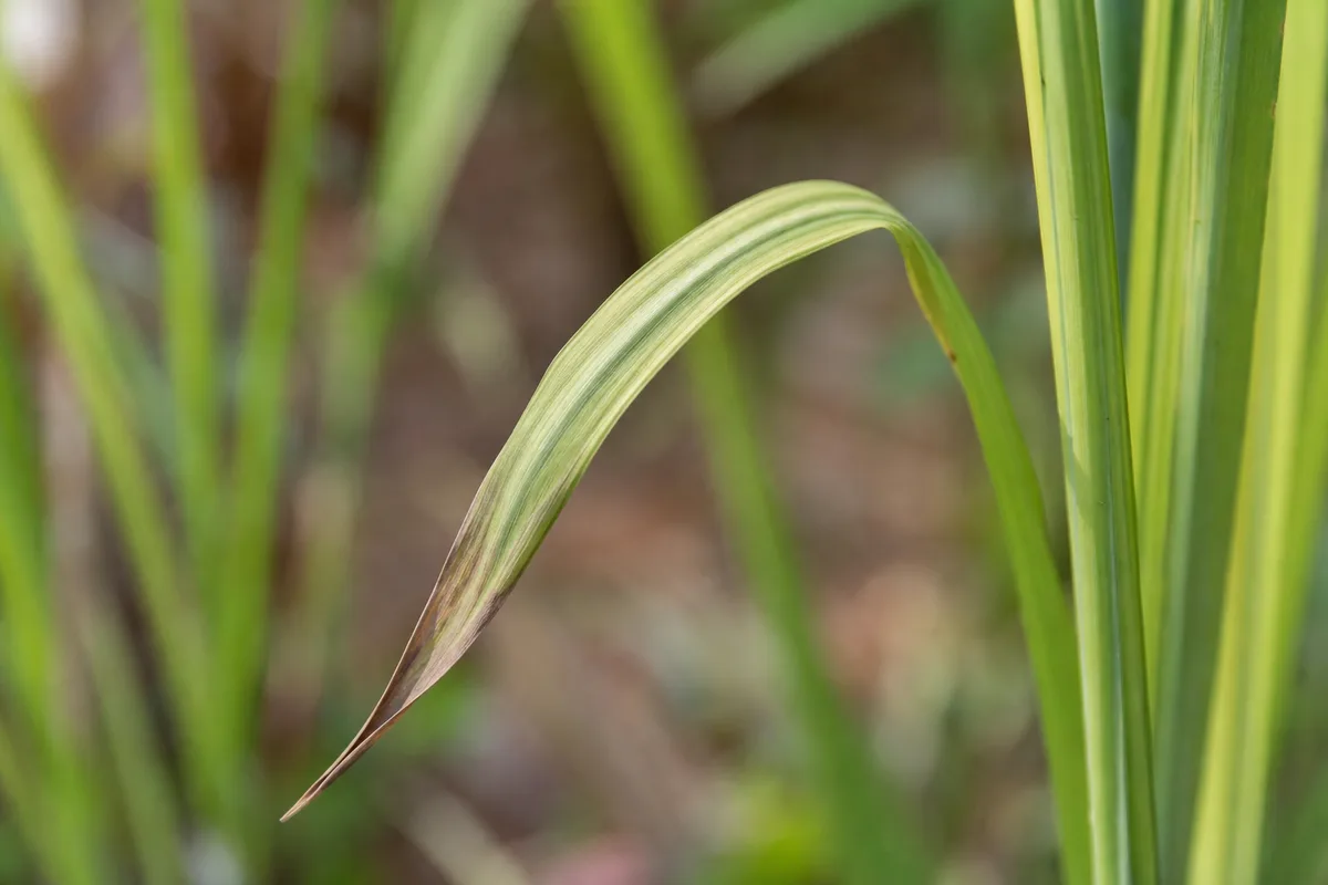 Close-up of Wilting on Lemongrass - diagnostic detail