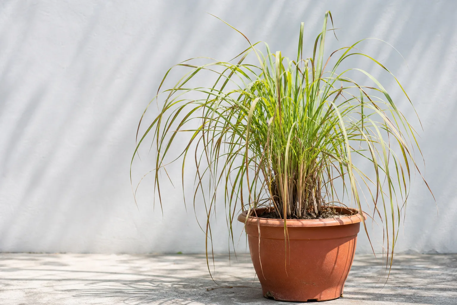 Wilting on Lemongrass - visible symptom on the plant