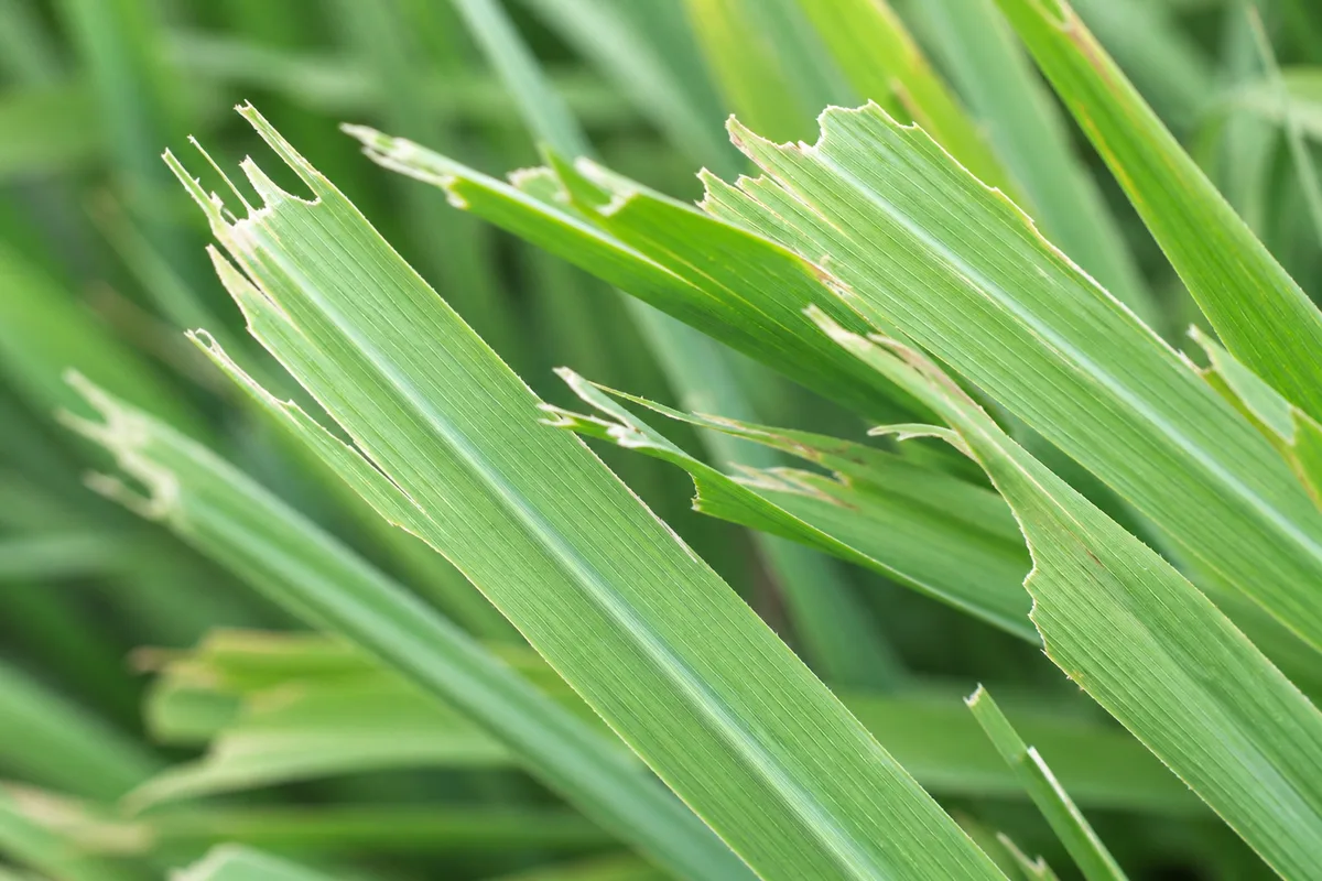 Close-up of Wind Damage on Lemongrass - diagnostic detail