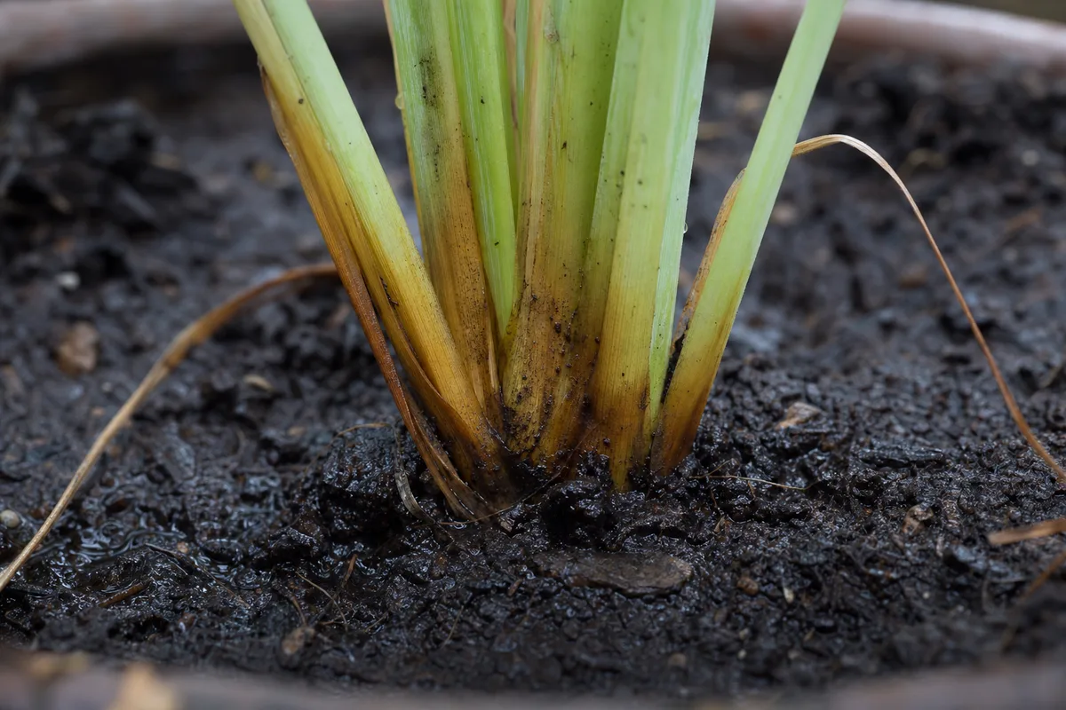 Close-up of Wrong Soil Mix on Lemongrass - diagnostic detail