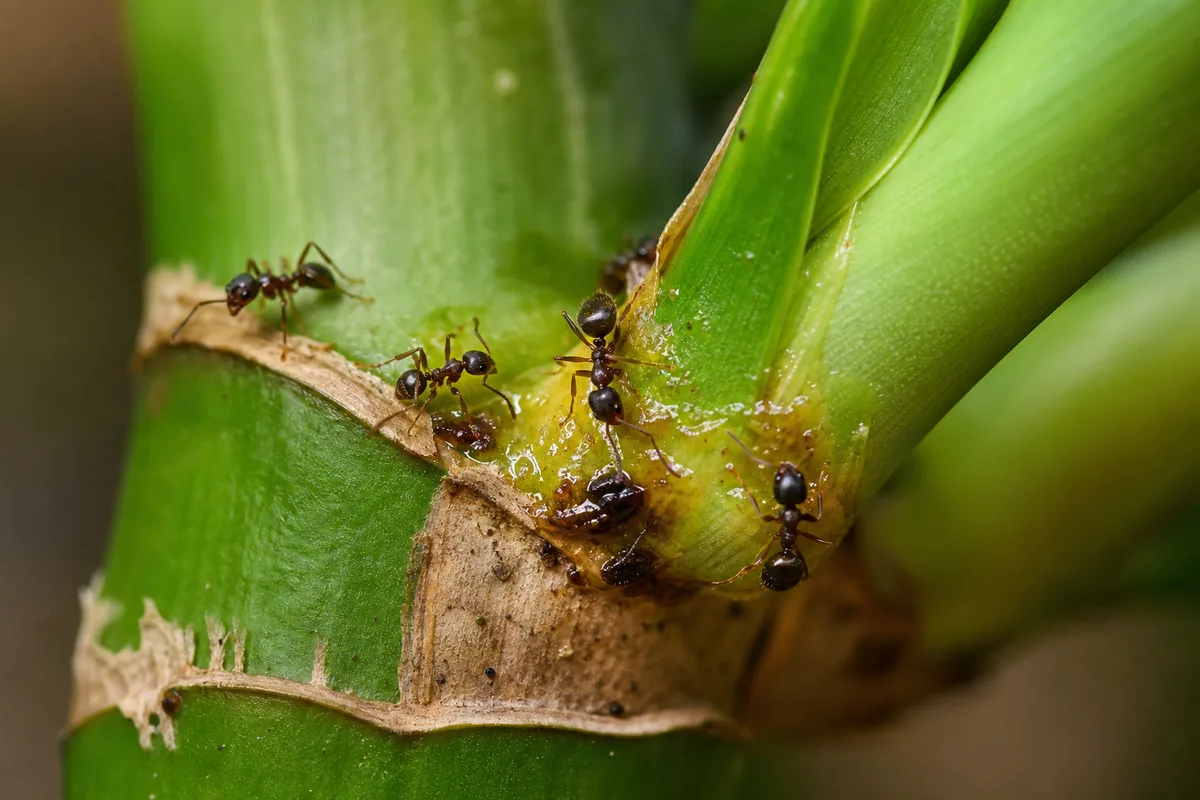 Close-up of Ants on Plant on Lucky Bamboo - diagnostic detail