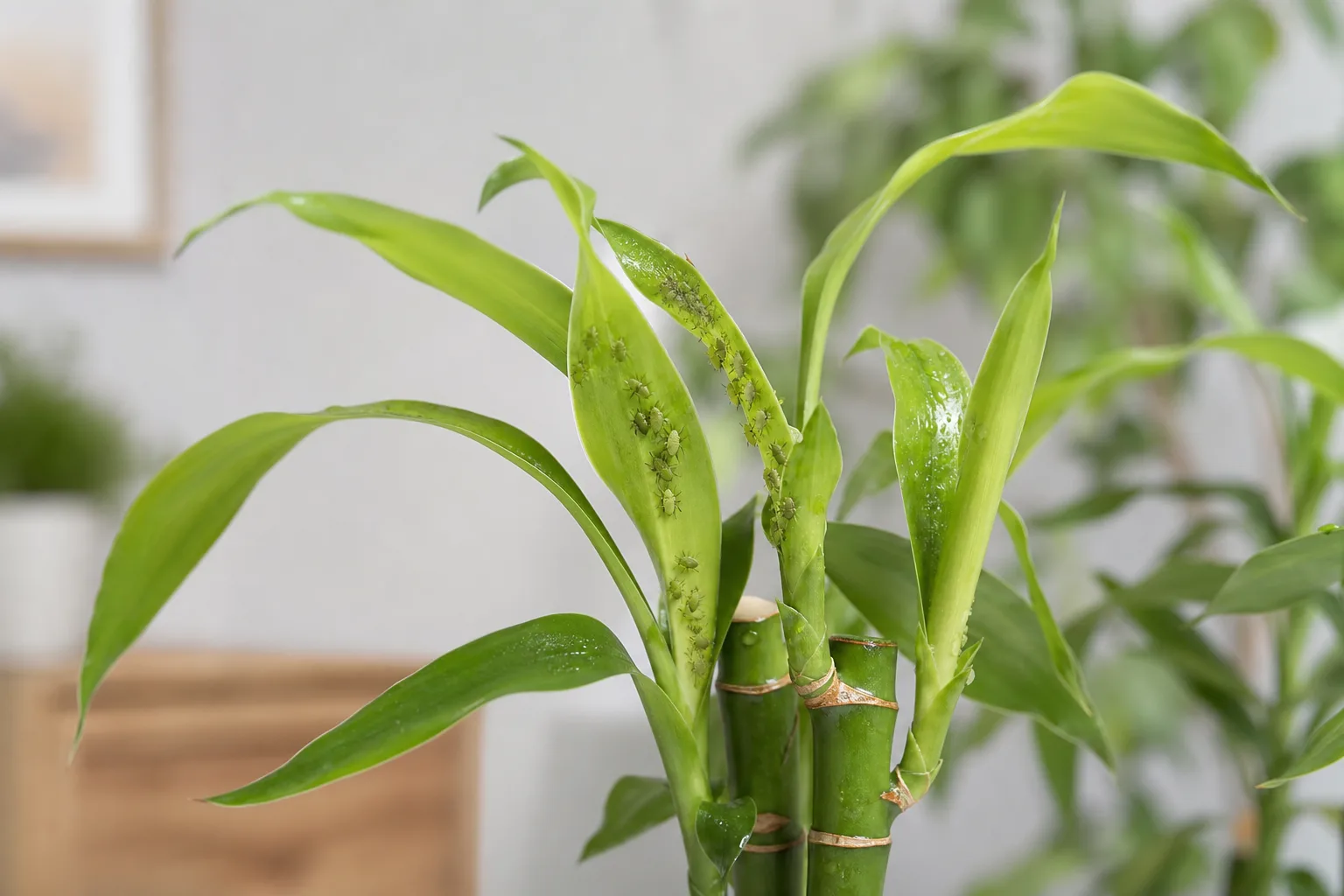 Aphids on Lucky Bamboo - visible symptom on the plant