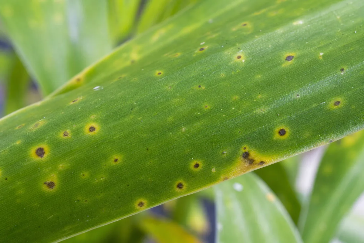 Close-up of Black Spots on Lucky Bamboo - diagnostic detail