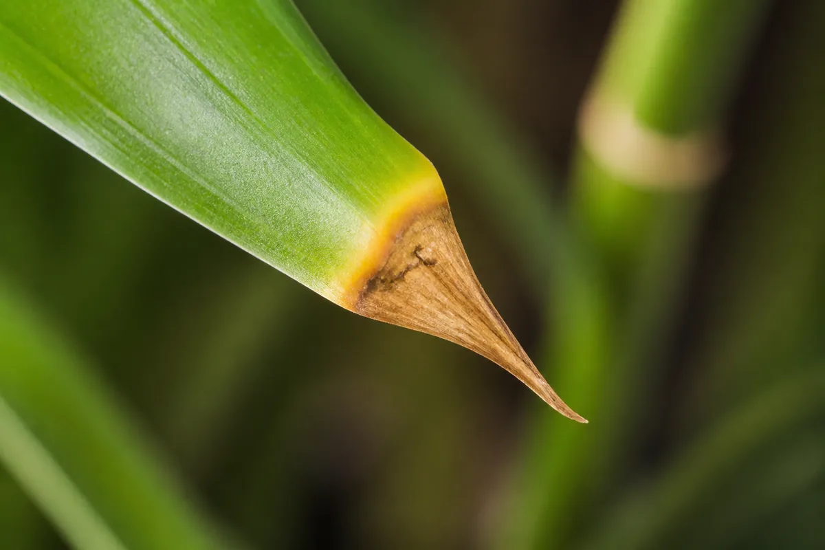 Close-up of Brown Tips on Lucky Bamboo - diagnostic detail