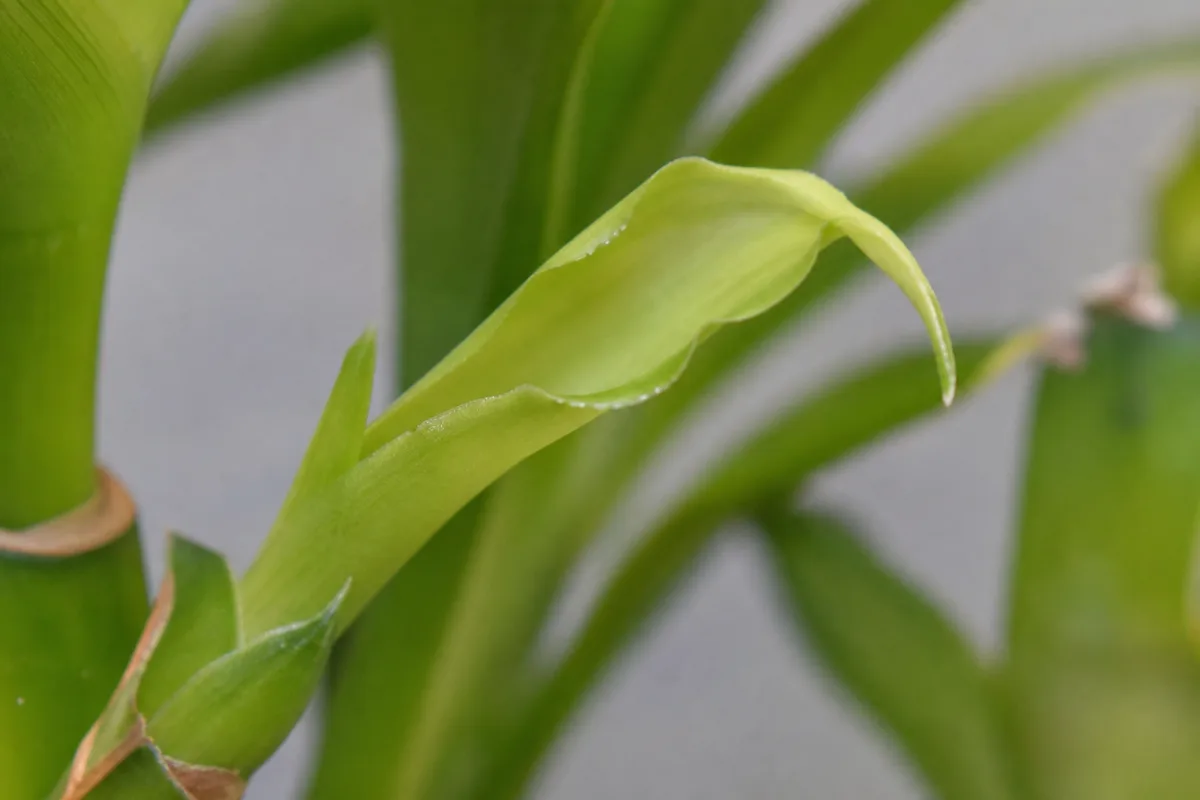 Close-up of Calcium Deficiency on Lucky Bamboo - diagnostic detail