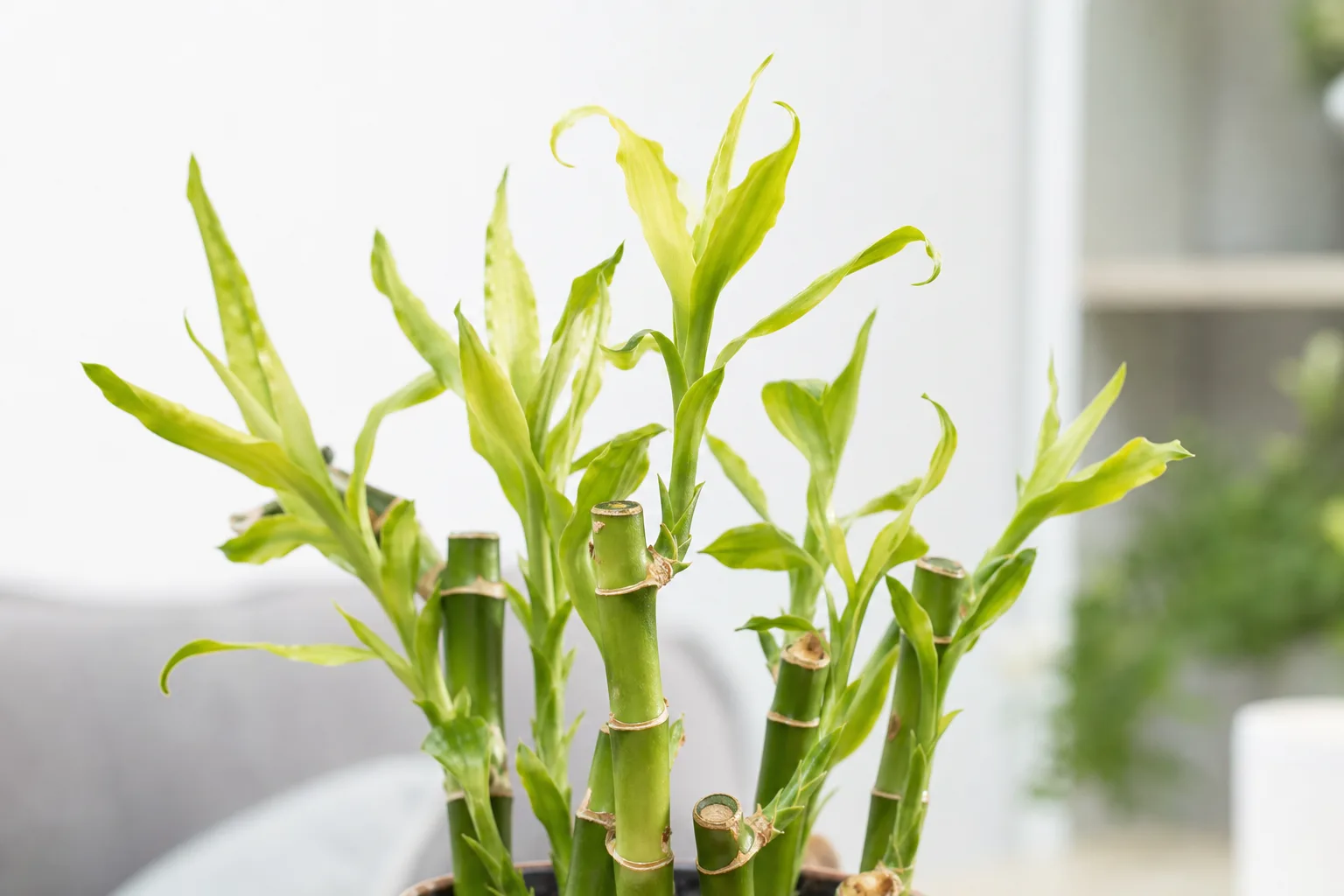 Calcium Deficiency on Lucky Bamboo - visible symptom on the plant