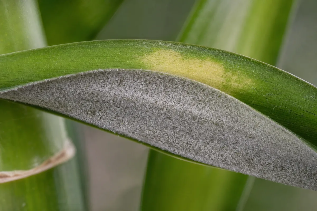 Close-up of Downy Mildew on Lucky Bamboo - diagnostic detail