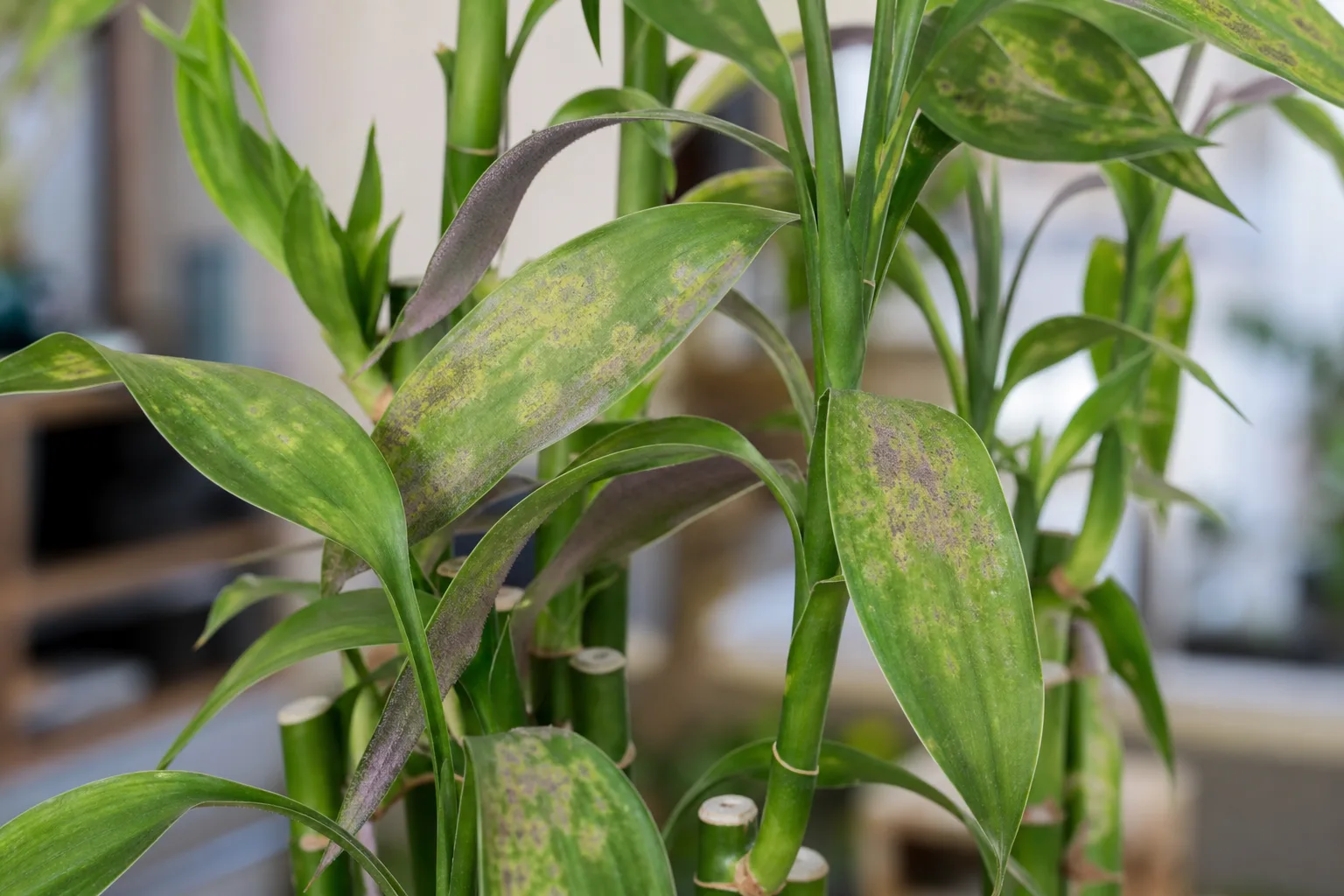 Downy Mildew on Lucky Bamboo - visible symptom on the plant