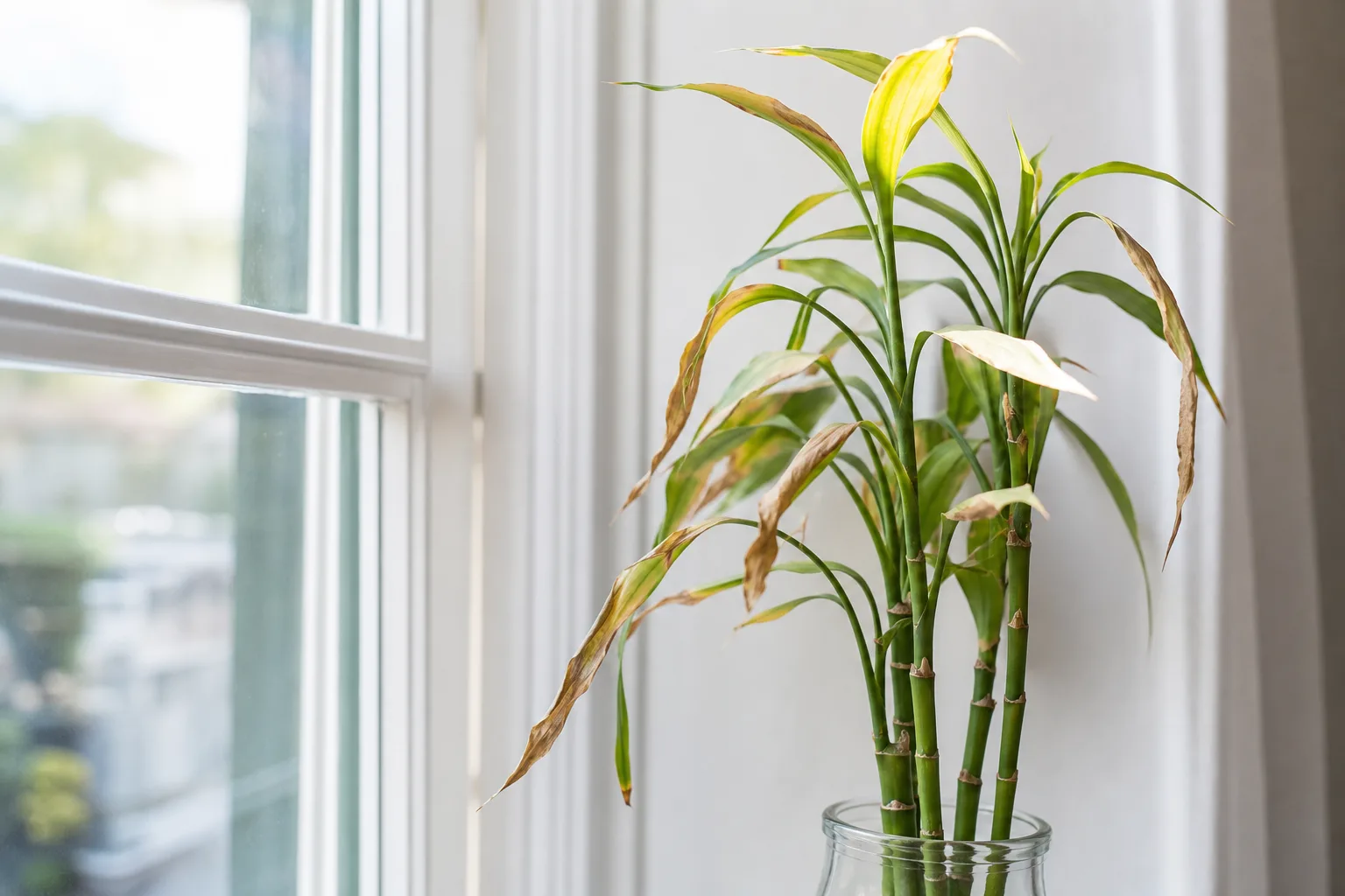 Draft Stress on Lucky Bamboo - visible symptom on the plant