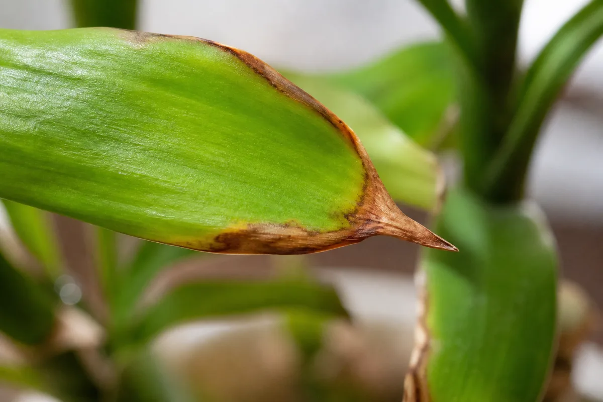 Close-up of Fertilizer Burn on Lucky Bamboo - diagnostic detail