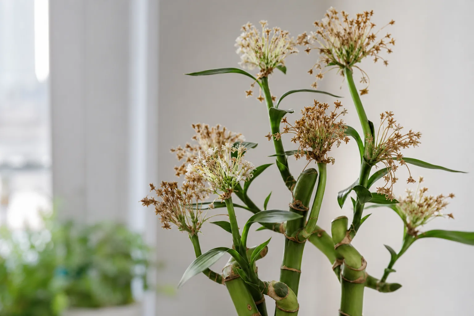 Flowers Turning Brown on Lucky Bamboo - visible symptom on the plant