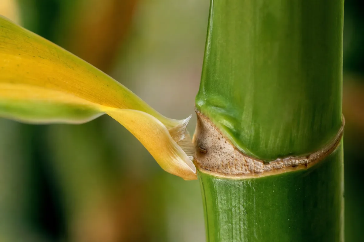 Close-up of Leaf Drop on Lucky Bamboo - diagnostic detail