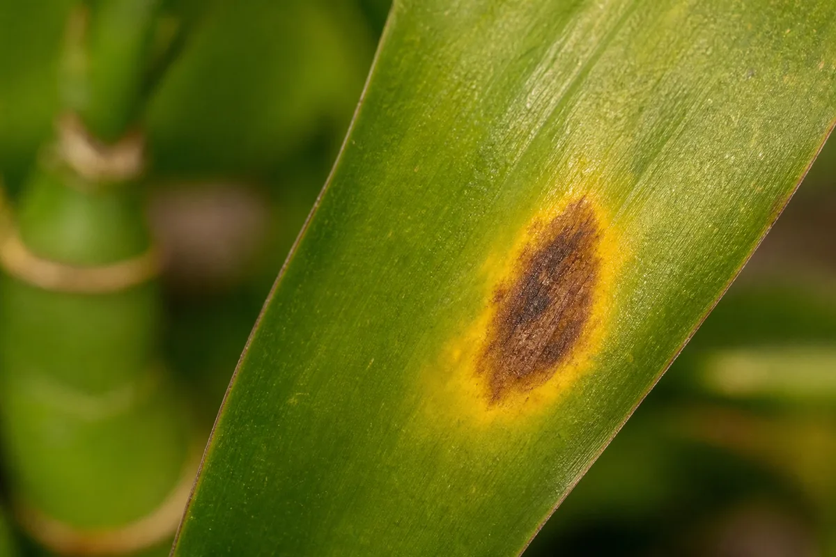 Close-up of Leaf Spot Disease on Lucky Bamboo - diagnostic detail