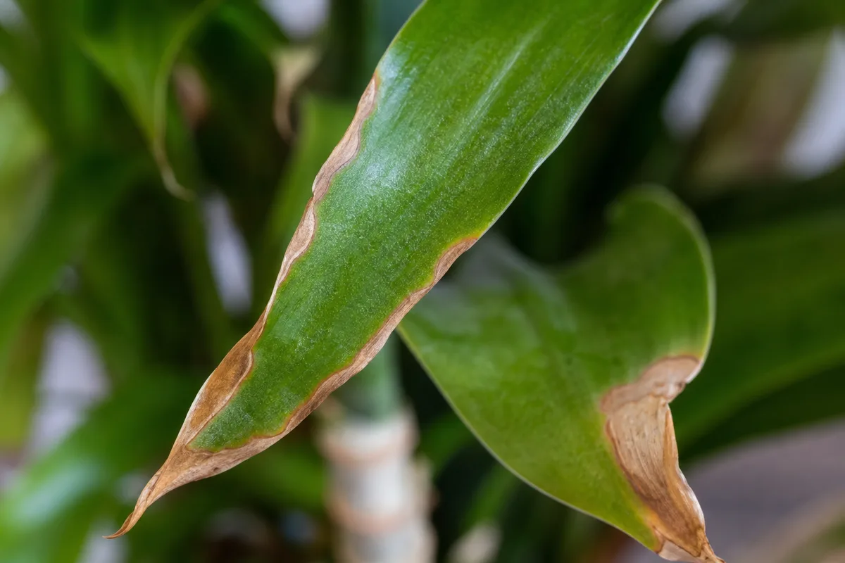 Close-up of Low Humidity on Lucky Bamboo - diagnostic detail