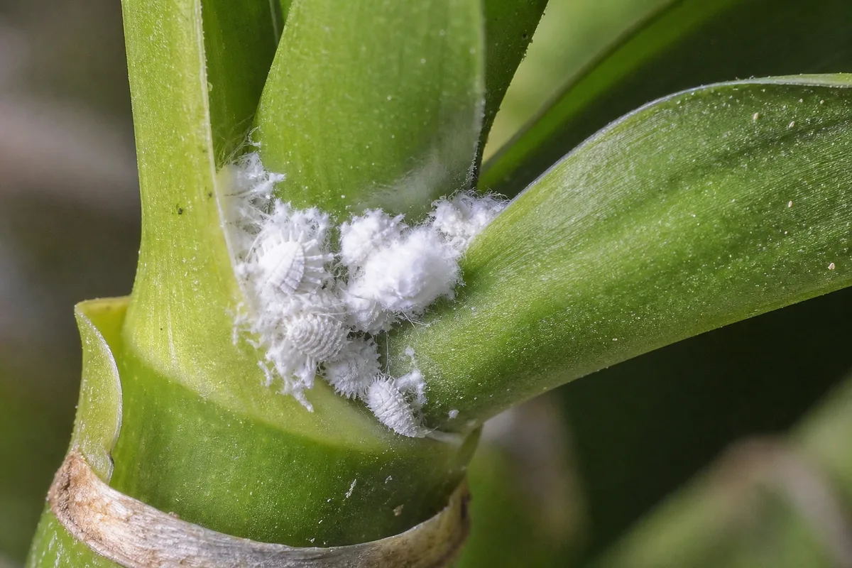 Close-up of Mealybugs on Lucky Bamboo - diagnostic detail