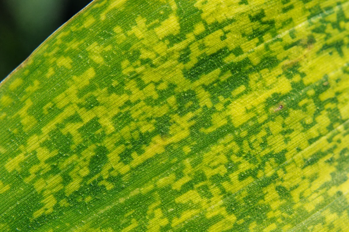 Close-up of Mosaic Virus on Lucky Bamboo - diagnostic detail