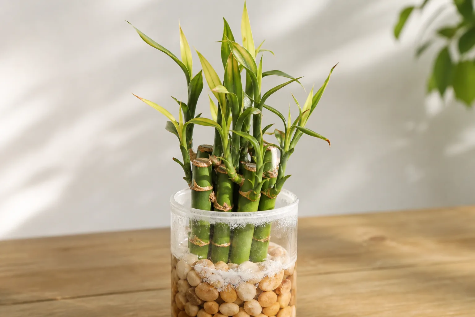 Nutrient Lockout on Lucky Bamboo - visible symptom on the plant