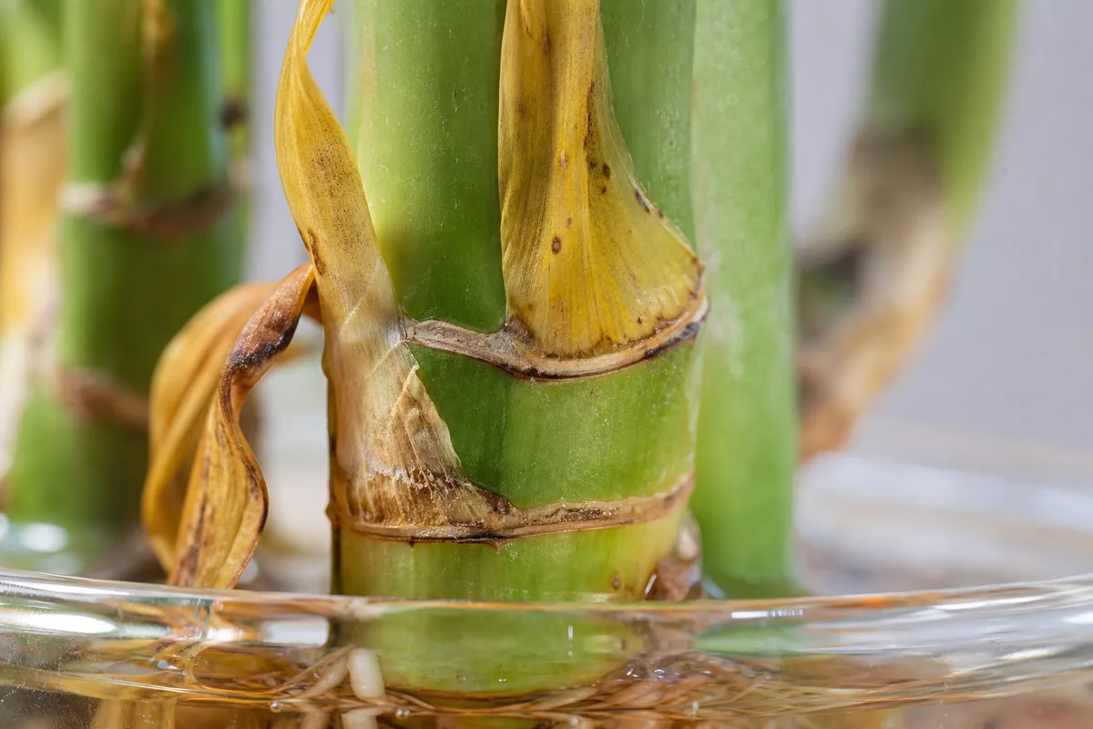 Close-up of Overwatering on Lucky Bamboo - diagnostic detail