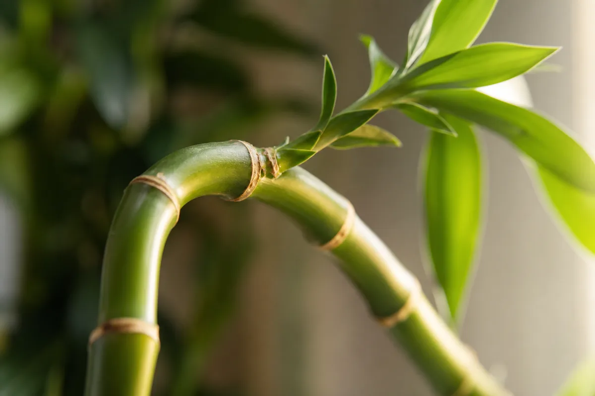 Close-up of Plant Leaning on Lucky Bamboo - diagnostic detail