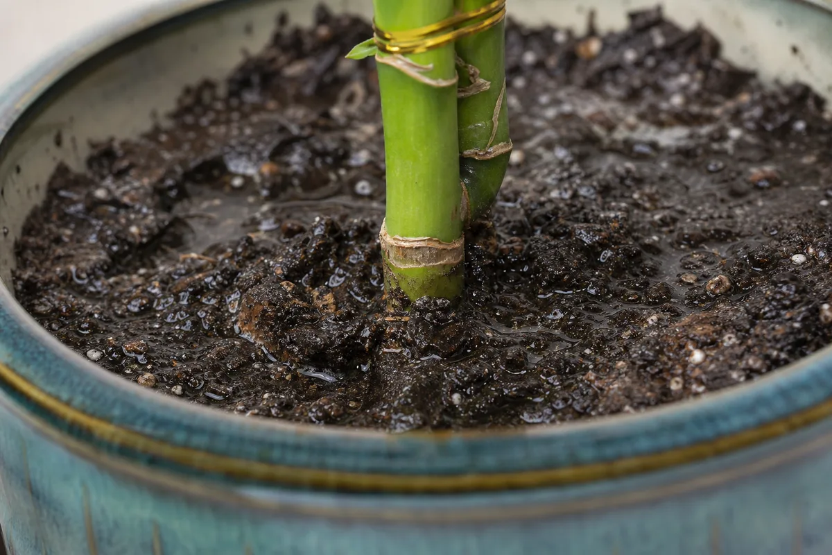 Close-up of Pot Too Large on Lucky Bamboo - diagnostic detail