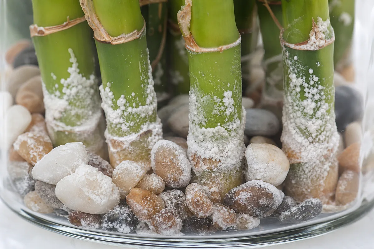 Close-up of Salt Build-up on Lucky Bamboo - diagnostic detail