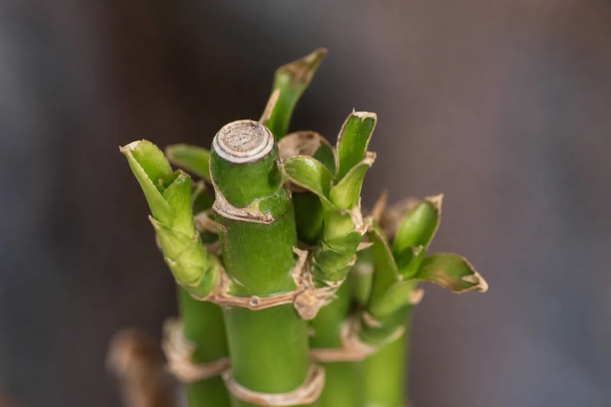 Close-up of Slow Growth on Lucky Bamboo - diagnostic detail