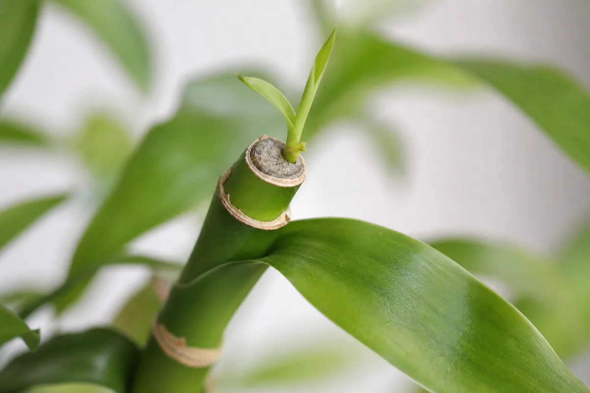 Close-up of Stunted Growth on Lucky Bamboo - diagnostic detail