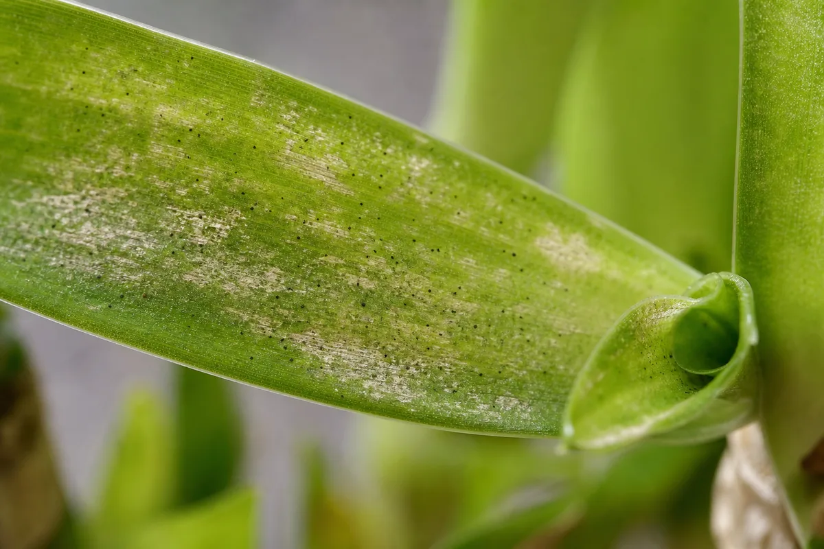 Close-up of Thrips on Lucky Bamboo - diagnostic detail