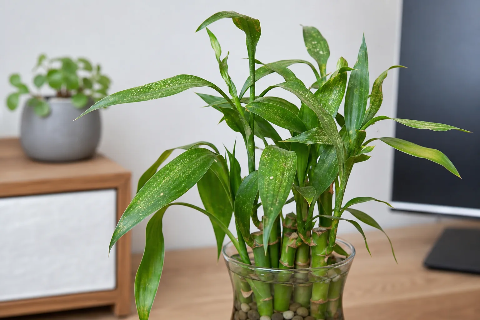 Thrips on Lucky Bamboo - visible symptom on the plant
