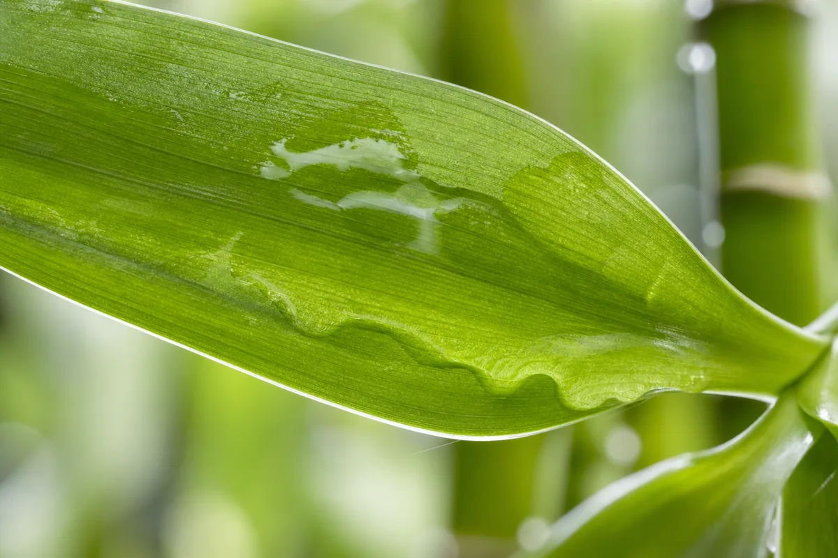 Close-up of Transparent Leaves on Lucky Bamboo - diagnostic detail